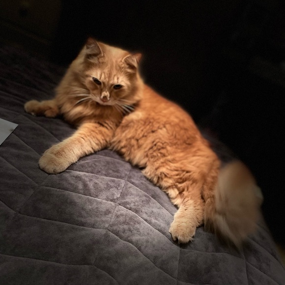 Meet your Posher, Jodée - Picture 8 of 12